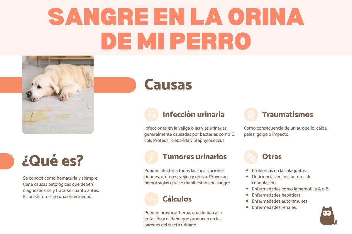 ¿Por qué mi perro orina sangre?
