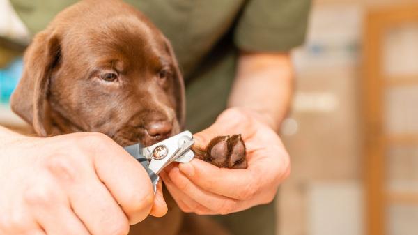 Veterinarios alertan: unas uñas demasiado largas pueden causar dolor, heridas y problemas al caminar en perros y gatos - Cada cuánto hay que revisar las uñas de perros y gatos: la recomendación de los veterinarios