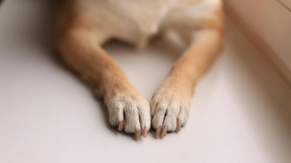 Veterinarios alertan: unas uñas demasiado largas pueden causar dolor, heridas y problemas al caminar en perros y gatos - Por qué las uñas largas pueden afectar a las patas, los hombros y la columna de tu perro