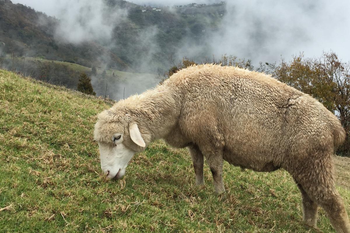 ¿Qué comen las ovejas?