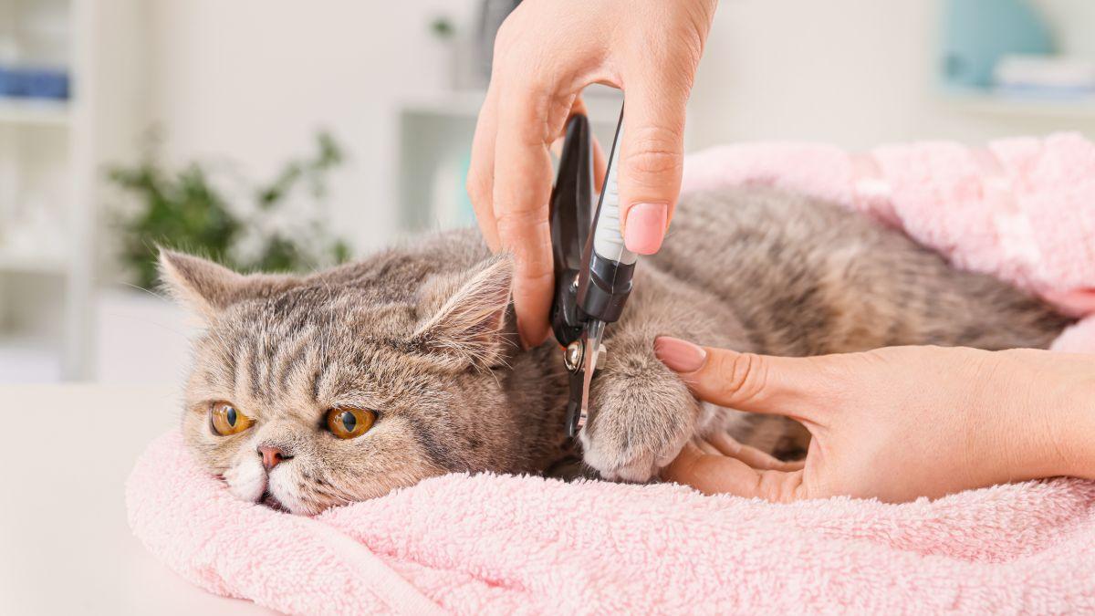 Veterinarios alertan: unas uñas demasiado largas pueden causar dolor, heridas y problemas al caminar en perros y gatos