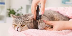 Veterinarios alertan: unas uñas demasiado largas pueden causar dolor, heridas y problemas al caminar en perros y gatos