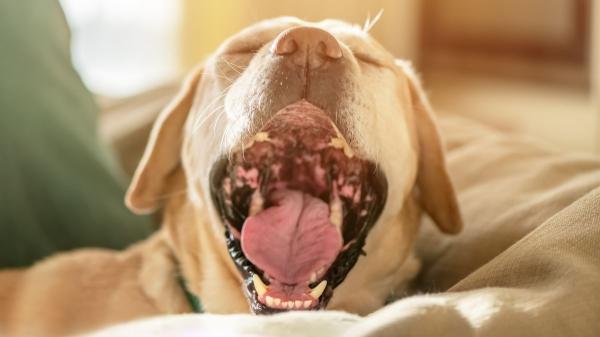 Los expertos advierten: “El mal aliento en perros puede ser síntoma de enfermedades renales o hepáticas, no solo de sarro” - ¿A qué huele el aliento de tu perro? Cada olor puede tener un significado