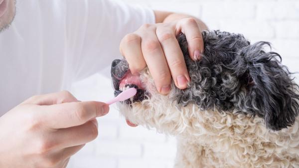 Los expertos advierten: “El mal aliento en perros puede ser síntoma de enfermedades renales o hepáticas, no solo de sarro” - El cuidado dental sigue siendo imprescindible