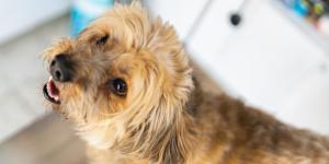 Los expertos advierten: “El mal aliento en perros puede ser síntoma de enfermedades renales o hepáticas, no solo de sarro”