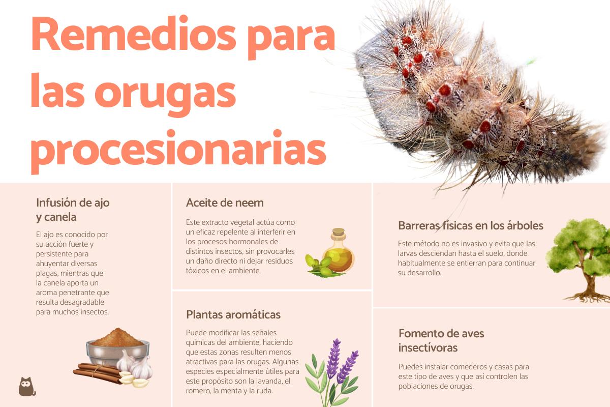 Remedios caseros para eliminar las orugas procesionarias