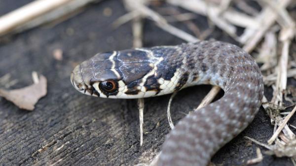 Una serpiente invasora llega por accidente a Alemania y ya suma cientos de ejemplares: los científicos temen que siga expandiéndose - Los científicos piden vigilancia, pero no alarmismo