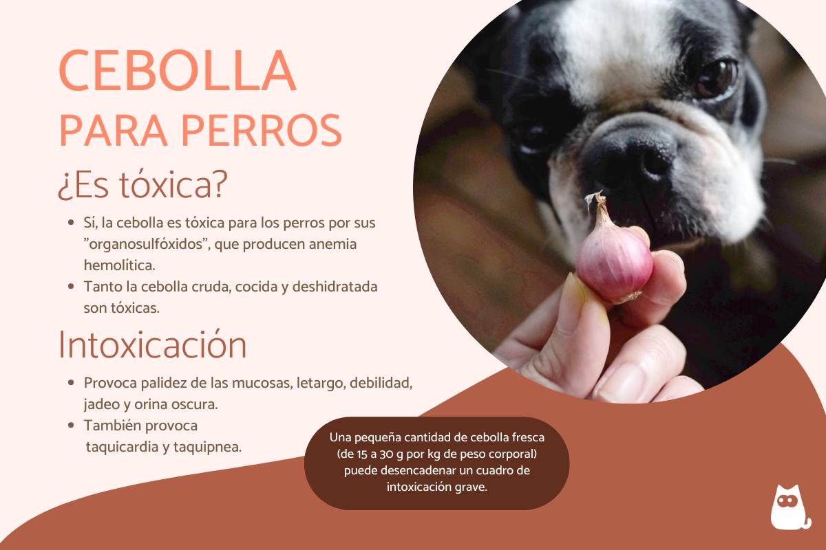 ¿Los perros pueden comer cebolla?