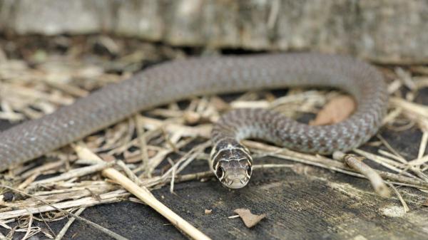 Una serpiente invasora llega por accidente a Alemania y ya suma cientos de ejemplares: los científicos temen que siga expandiéndose - No es venenosa, pero puede morder: qué riesgo supone realmente para las personas