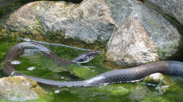 Una serpiente invasora llega por accidente a Alemania y ya suma cientos de ejemplares: los científicos temen que siga expandiéndose - Ríos y lagos, los lugares donde es más probable encontrarse una serpiente durante el verano