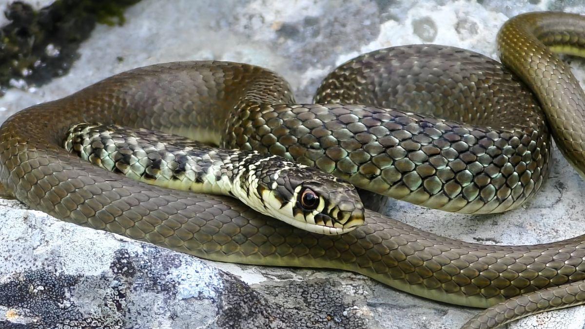 Una serpiente invasora llega por accidente a Alemania y ya suma cientos de ejemplares: los científicos temen que siga expandiéndose