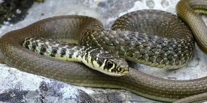 Una serpiente invasora llega por accidente a Alemania y ya suma cientos de ejemplares: los científicos temen que siga expandiéndose