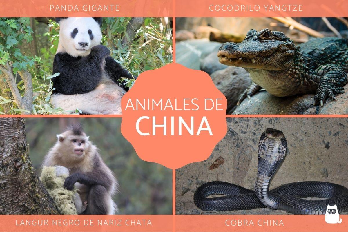 Animales de China