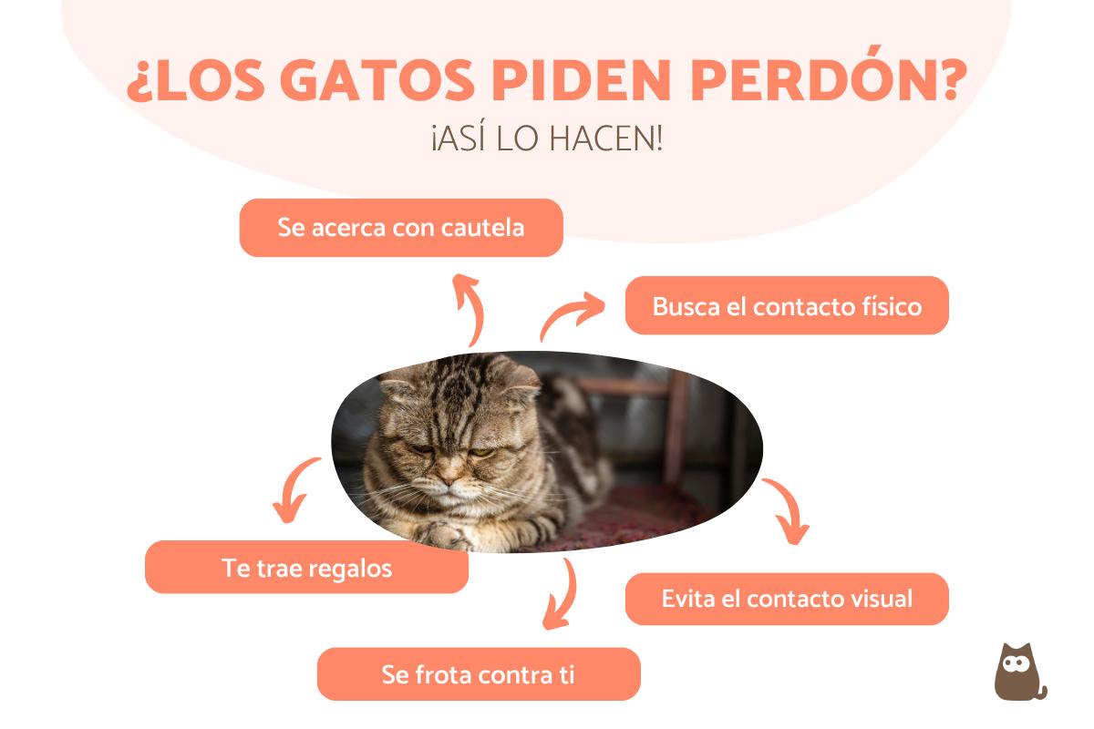¿Cómo piden perdón los gatos?