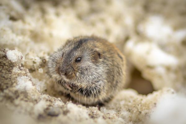 Lemmings: qué son y tipos - Curiosidades de los lemmings