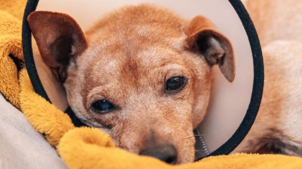 Detenido en Lanzarote un hombre que fue grabado golpeando a su perro: estas son las penas a las que se enfrenta - Golpear a un perro puede acabar en prisión: estas son las penas que contempla el Código Penal