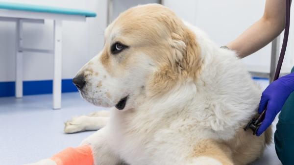 Detenido en Lanzarote un hombre que fue grabado golpeando a su perro: estas son las penas a las que se enfrenta - La Ley de Bienestar Animal también contempla multas de hasta 200.000 euros por maltrato
