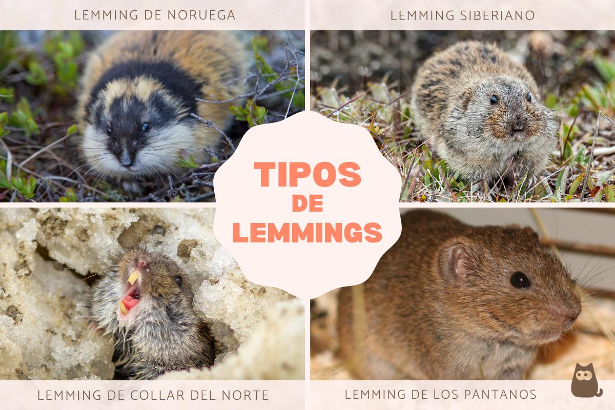 Lemmings: qué son y tipos
