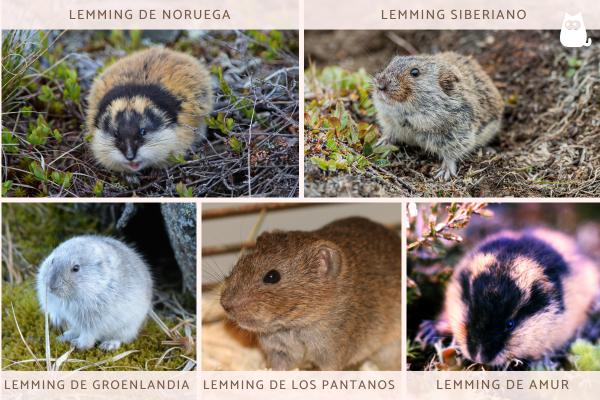 Lemmings: qué son y tipos - Tipos de lemmings