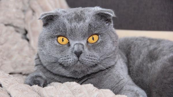 En 1971 desaconsejaron criar esta raza de gato por los daños en el cartílago, pero hoy sigue siendo una de las más populares: la mutación no afecta solo a sus orejas - El origen de las características orejas dobladas del scottish fold