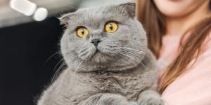 En 1971 desaconsejaron criar esta raza de gato por los daños en el cartílago, pero hoy sigue siendo una de las más populares: la mutación no afecta solo a sus orejas