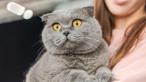 En 1971 desaconsejaron criar esta raza de gato por los daños en el cartílago, pero hoy sigue siendo una de las más populares: la mutación no afecta solo a sus orejas