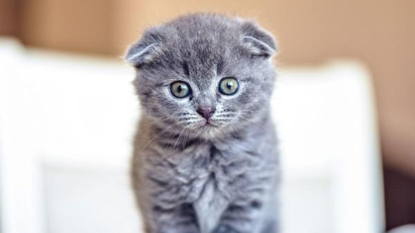 En 1971 desaconsejaron criar esta raza de gato por los daños en el cartílago, pero hoy sigue siendo una de las más populares: la mutación no afecta solo a sus orejas - La cría del scottish fold ya está prohibida en otros países por sus problemas de salud