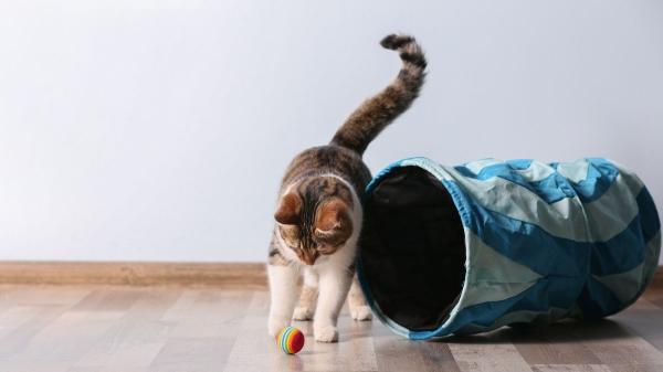 Soy etóloga felina y esta es la mejor manera de entrenar la memoria de un gato: "Aprenderá a superar retos, ganará confianza y memorizará" - ¿La memoria de los gatos se puede entrenar? ''Sí y, además, previene la aparición de patologías''