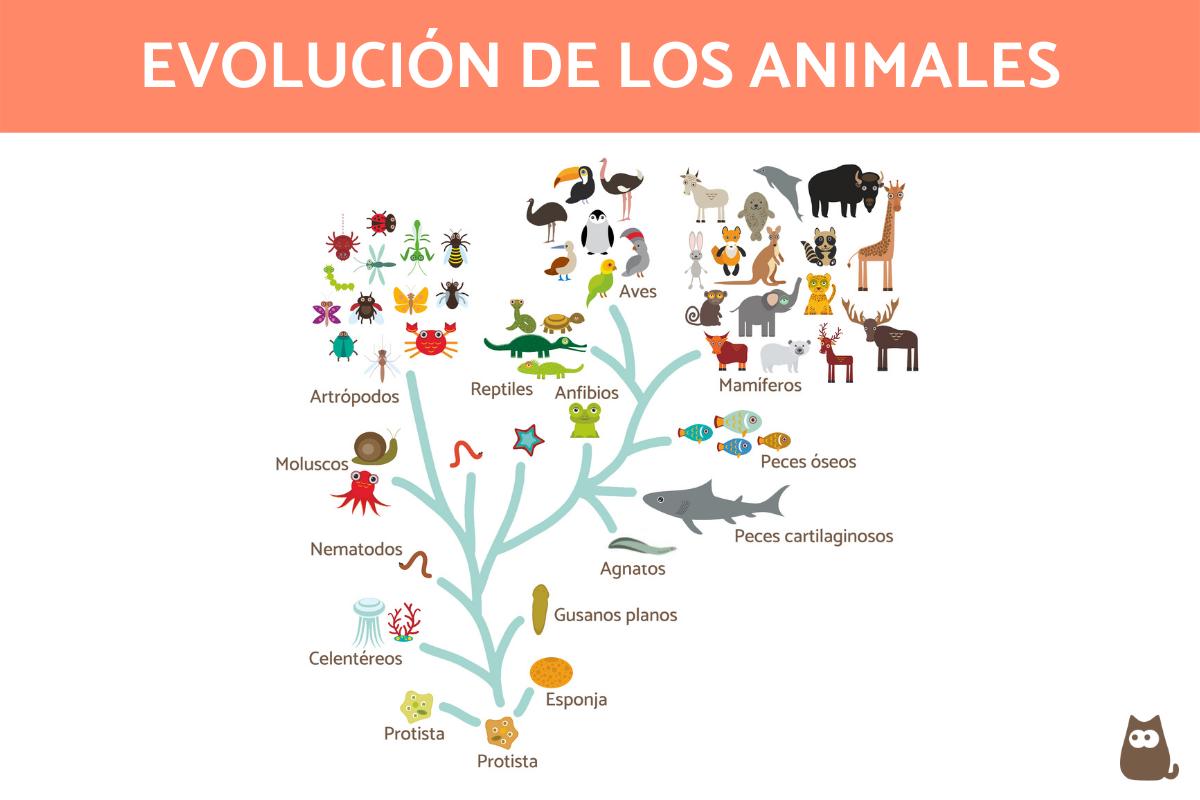 Origen y evolución de los animales