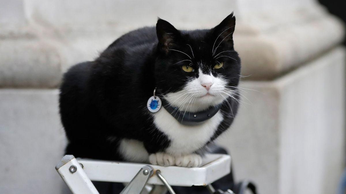 Adiós a Palmerston, el gato que hizo historia en el Ministerio de Asuntos Exteriores británico