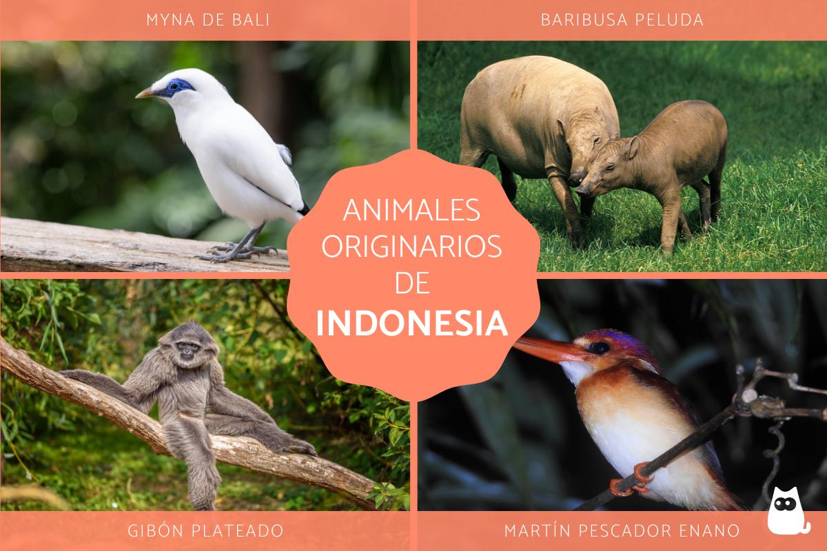 Animales de Indonesia