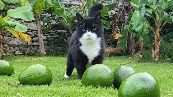 Adiós a Palmerston, el gato que hizo historia en el Ministerio de Asuntos Exteriores británico - El legado de Palmerston