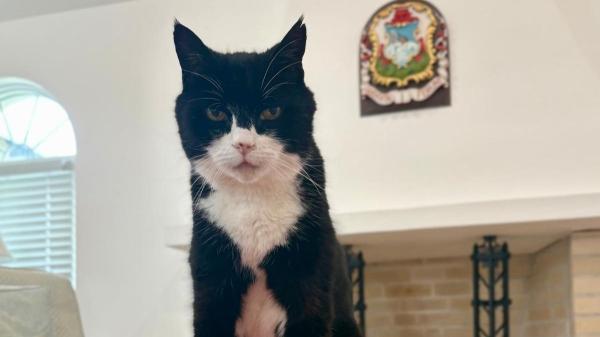 Adiós a Palmerston, el gato que hizo historia en el Ministerio de Asuntos Exteriores británico - Hasta siempre, Palmerston: