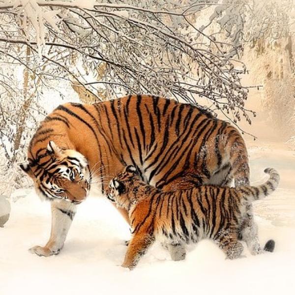 lindas fotos de animales