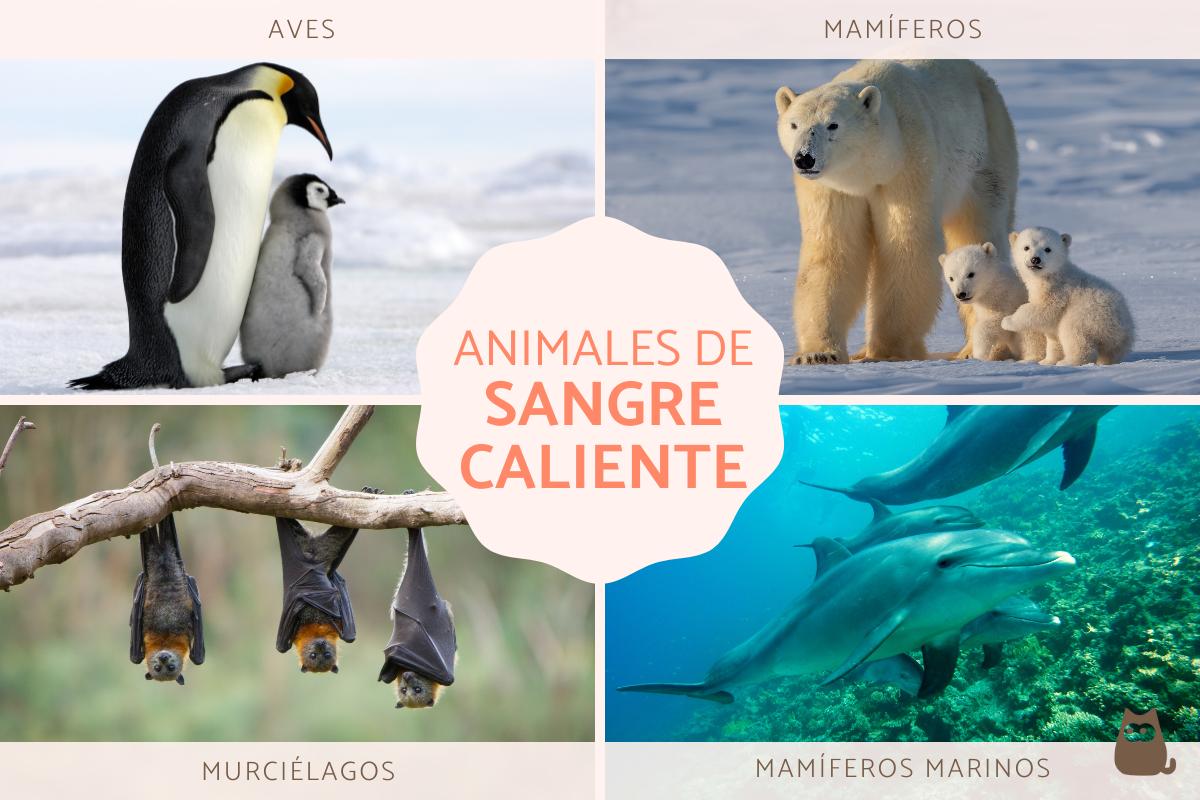 Animales de sangre caliente