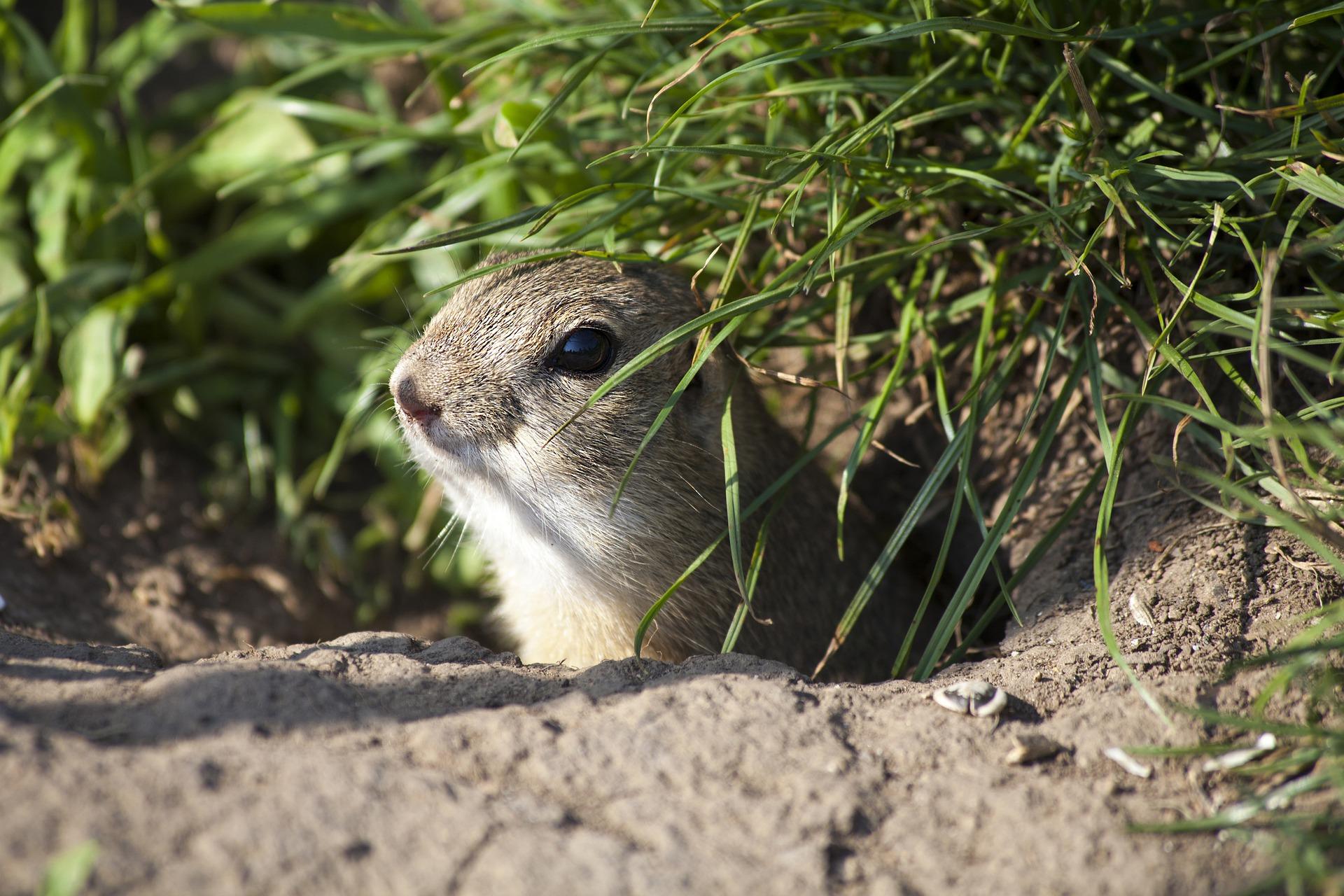 Las ardillas hibernan? - Especies, época, preparación y duración