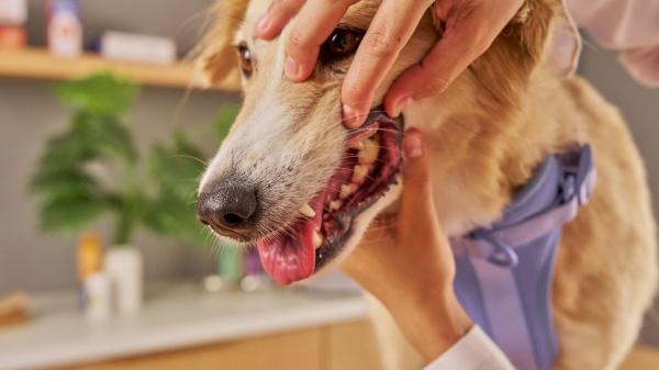 Qué hacer si tu perro toca una procesionaria: el espray que actúa en segundos y puede salvarle la vida - Los graves riesgos de la oruga procesionaria en perros
