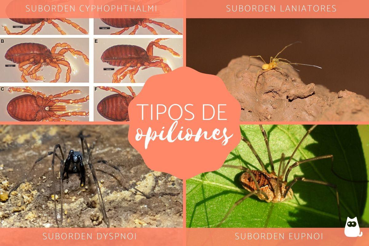 Opiliones o arañas patonas - Definición, características y ejemplos