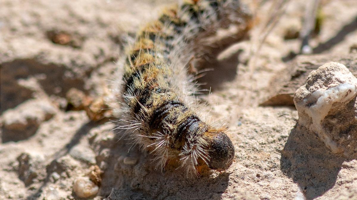 Qué hacer si tu perro toca una procesionaria: el espray que actúa en segundos y puede salvarle la vida