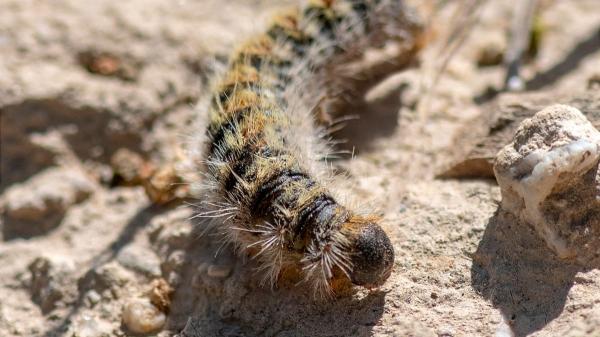 Qué hacer si tu perro toca una procesionaria: el espray que actúa en segundos y puede salvarle la vida