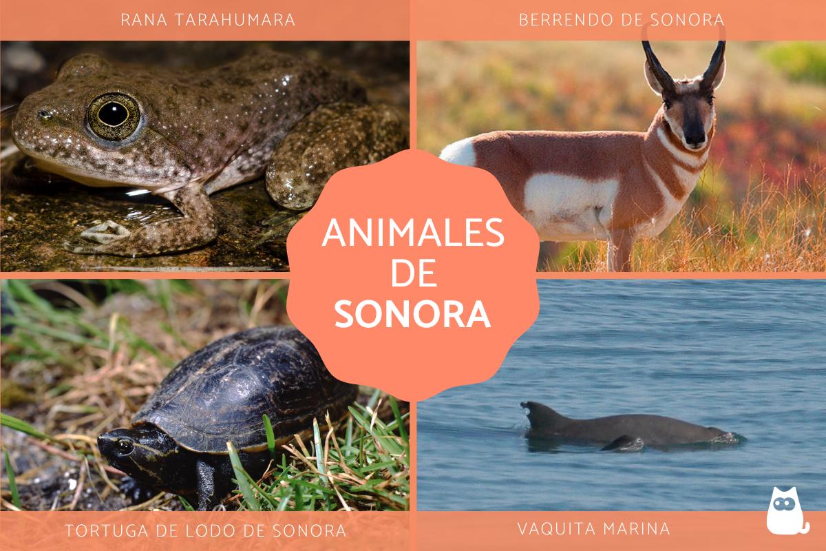 Animales endémicos de Sonora