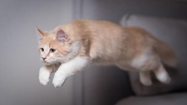 No es magia, es física: el secreto de los gatos para calcular saltos imposibles - Diseñados para no fallar: así es la anatomía de un acróbata 