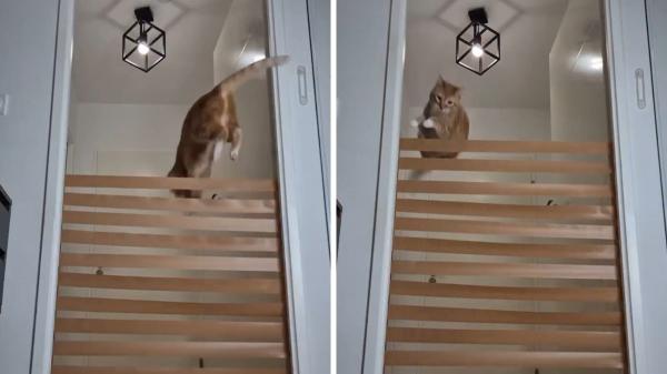 No es magia, es física: el secreto de los gatos para calcular saltos imposibles - El famoso caso del gato viral capaz de superar cualquier obstáculo