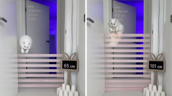 No es magia, es física: el secreto de los gatos para calcular saltos imposibles - La maestría se entrena: el aprendizaje que perfecciona su técnica