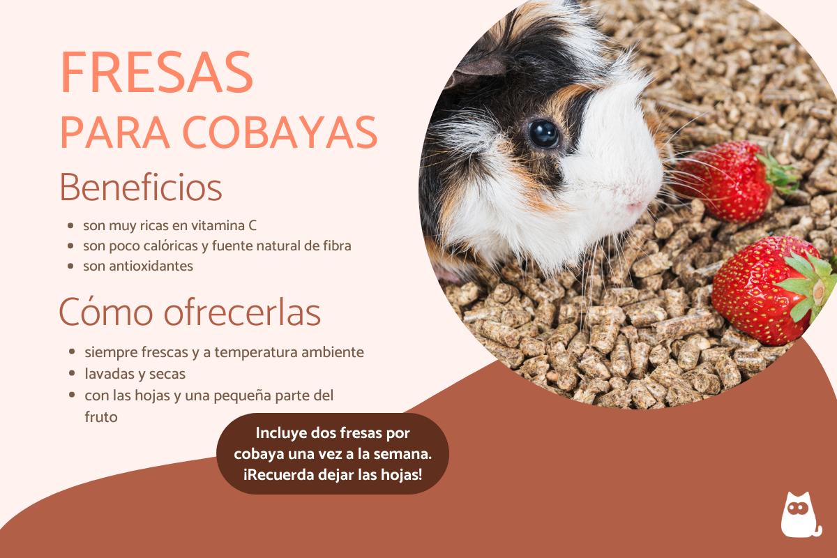 ¿Las cobayas pueden comer fresas?