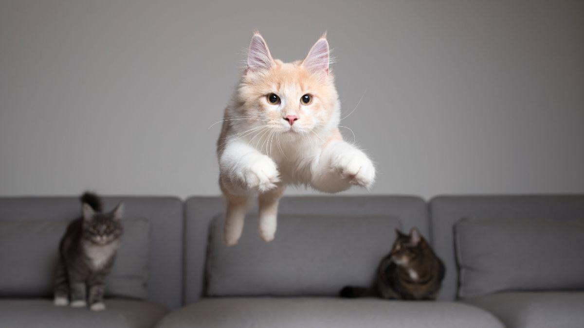 No es magia, es física: el secreto de los gatos para calcular saltos imposibles