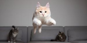 No es magia, es física: el secreto de los gatos para calcular saltos imposibles
