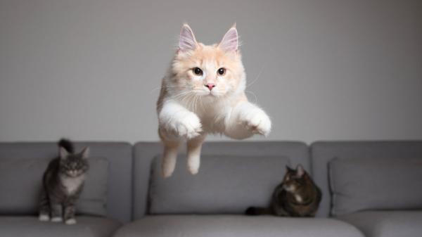 No es magia, es física: el secreto de los gatos para calcular saltos imposibles