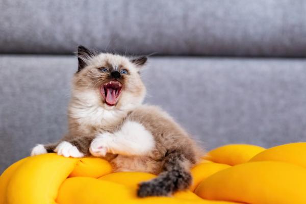 Mi gato maúlla mucho: causas y soluciones - 1. Maullidos en cachorros