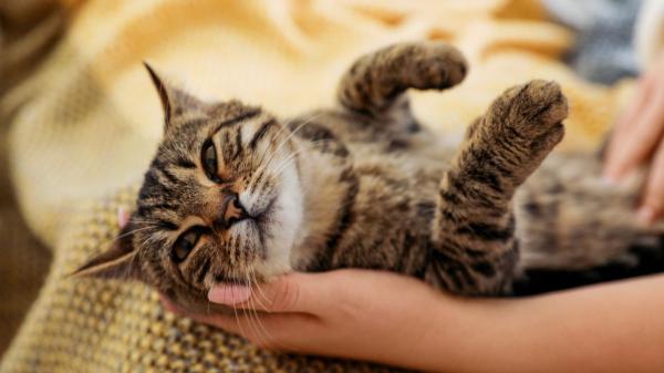 Ni Cataluña ni Madrid: la comunidad española que más quiere a sus gatos, según un estudio - Convivir con un gato mejora el bienestar emocional